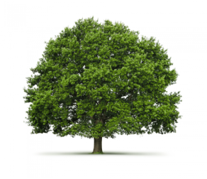 Дерево - Tree